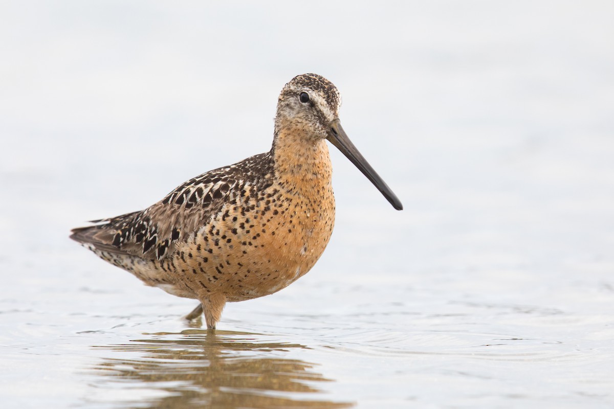 Short-billed Dowitcher - ML108874451