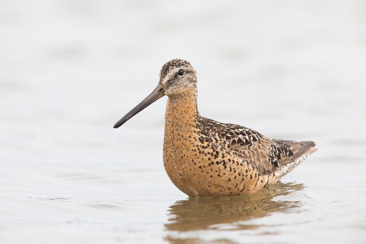 Short-billed Dowitcher - ML108874471