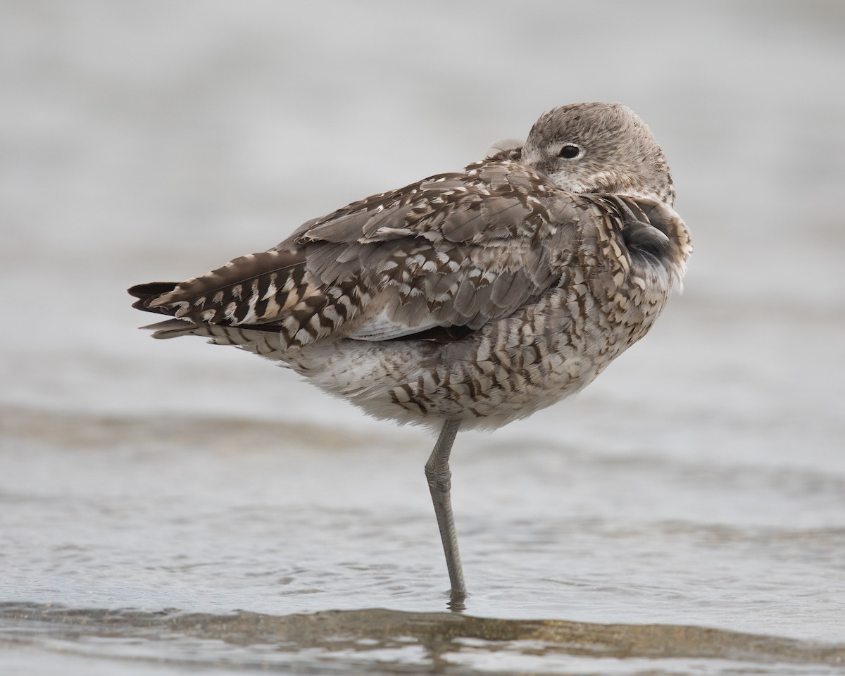 Willet - ML108874551