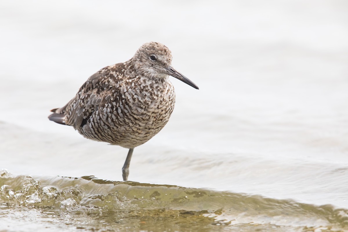 Willet - ML108874581