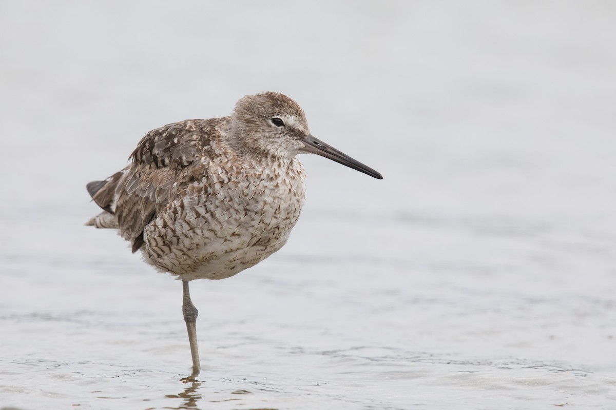 Willet - ML108874591