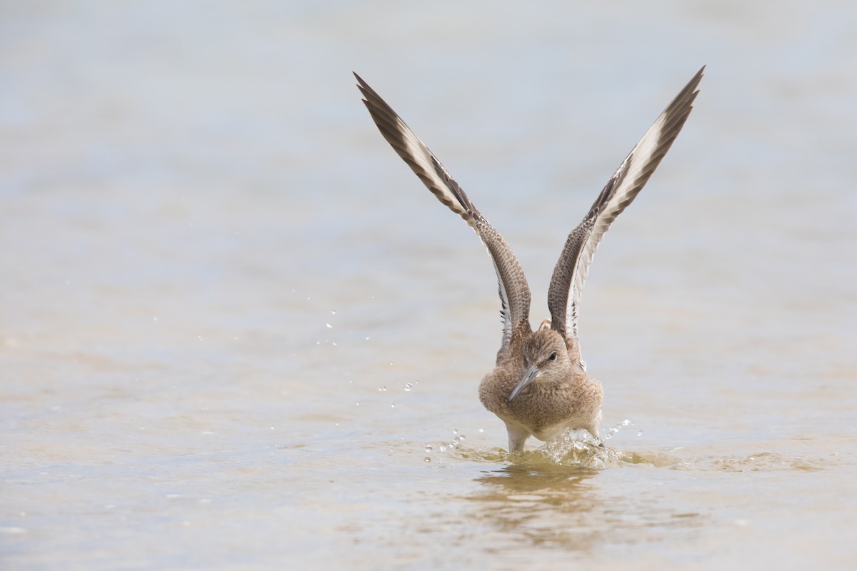 Willet - ML108874601