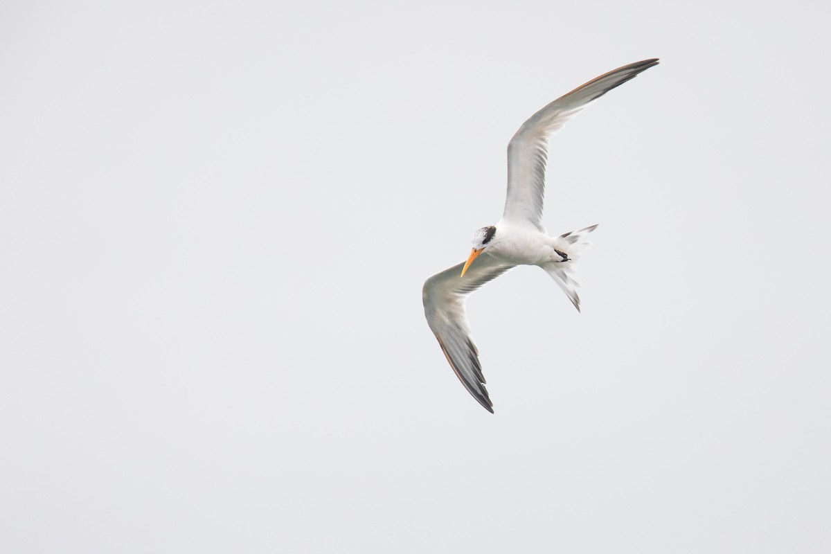 Elegant Tern - ML108874731