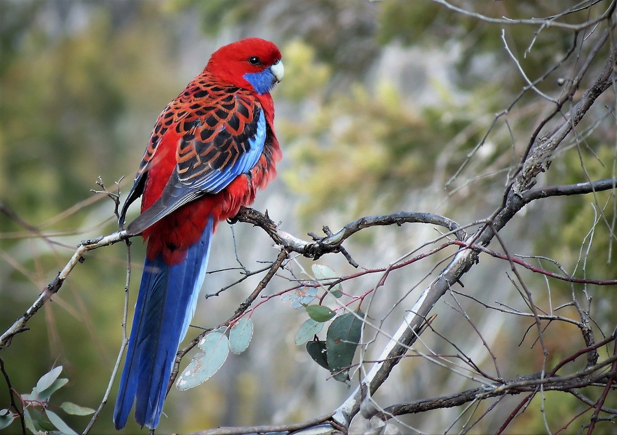 Crimson Rosella - ML108874801