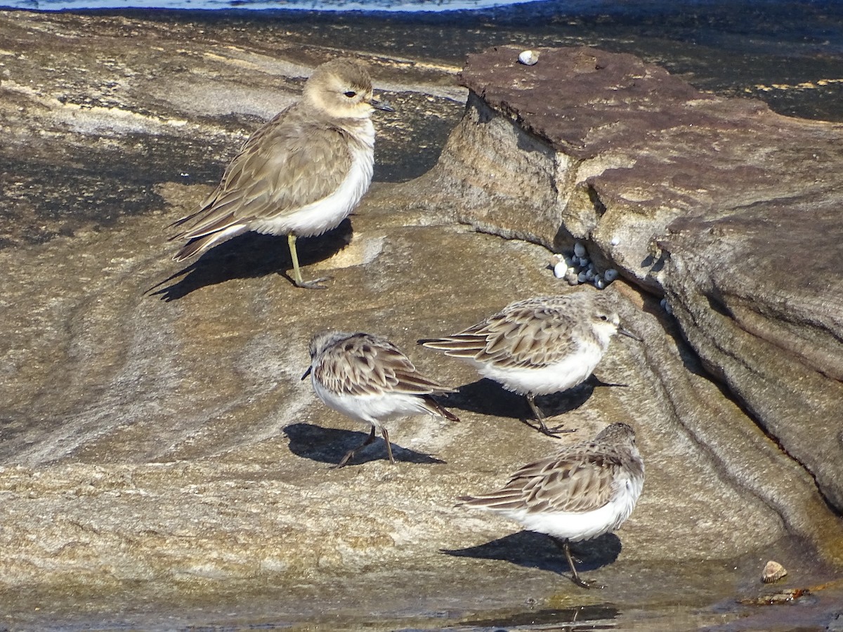 Red-necked Stint - Richard Murray