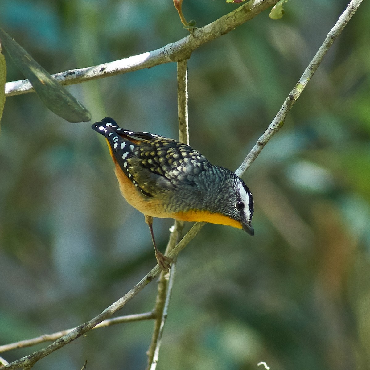 Spotted Pardalote - ML108878471
