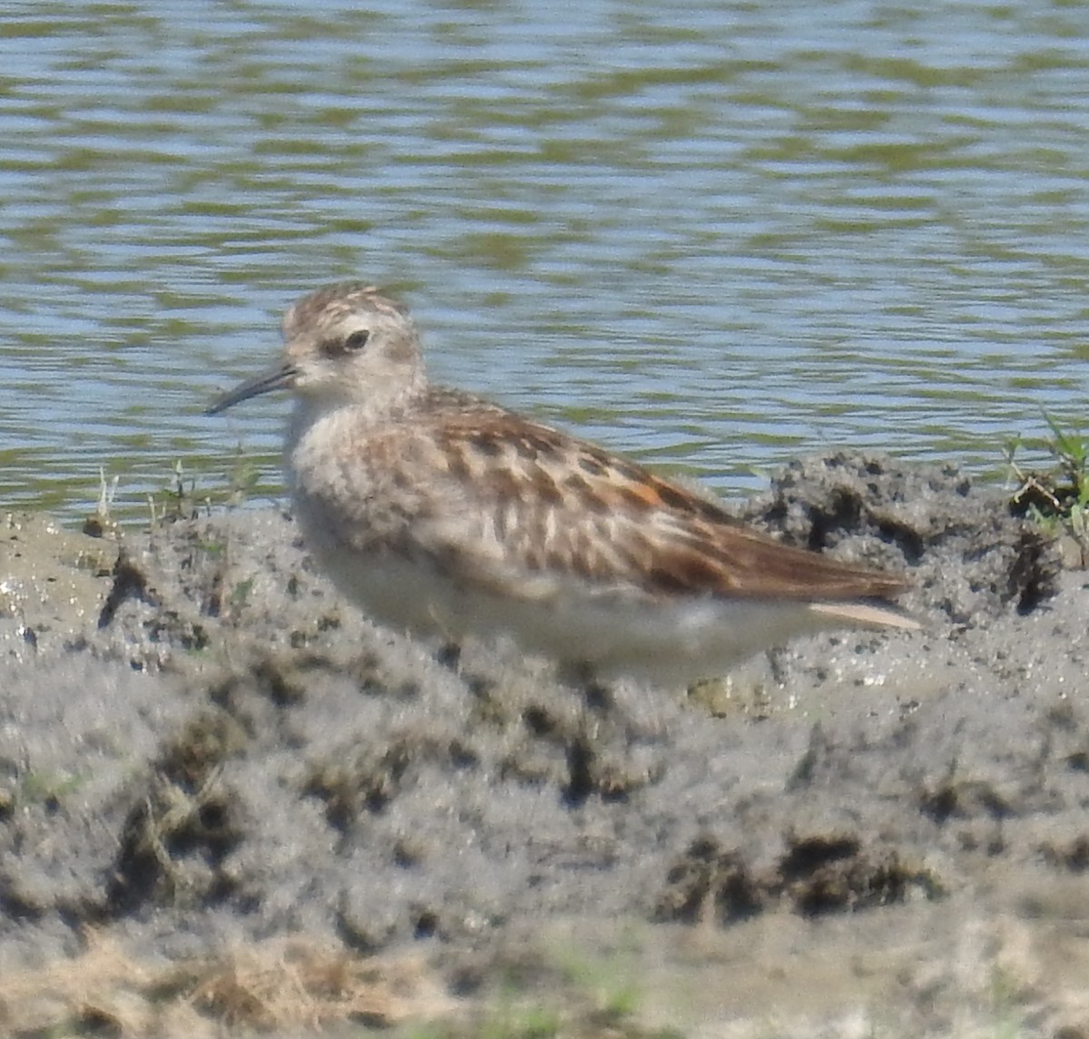 Sharp-tailed Sandpiper - ML108879931