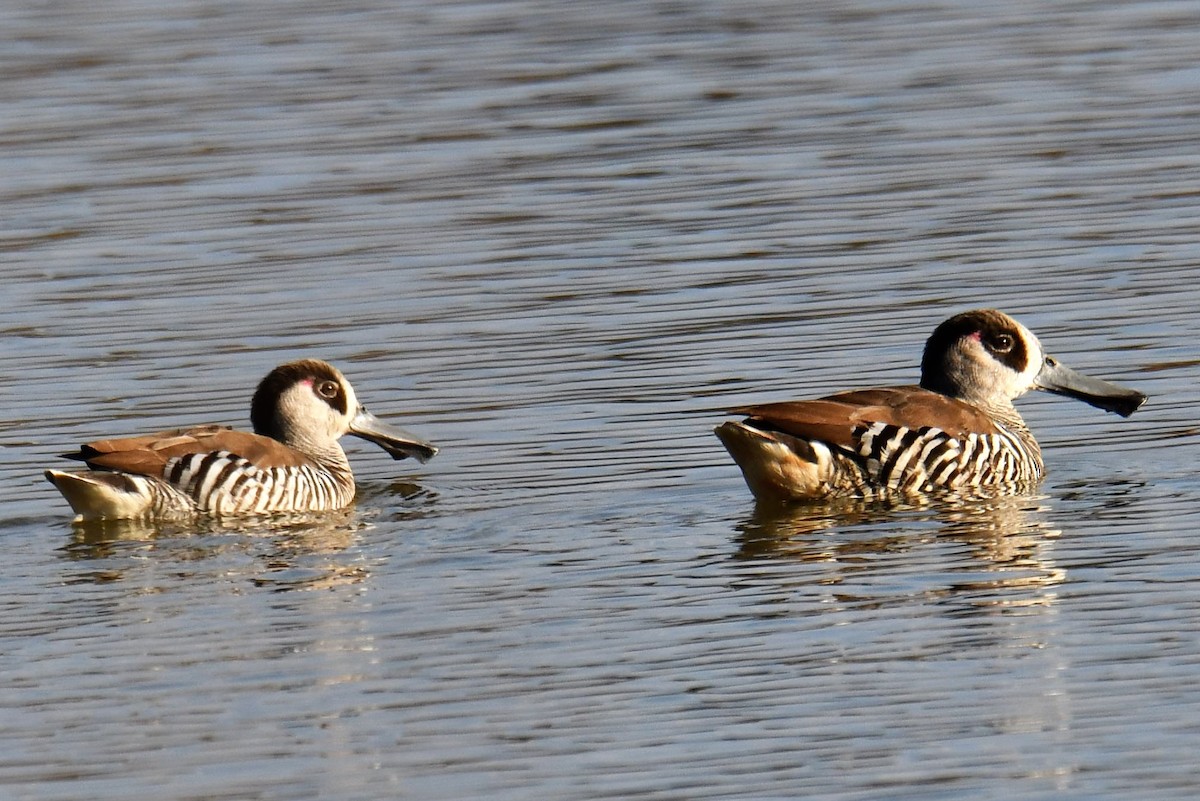 Pink-eared Duck - ML108883111