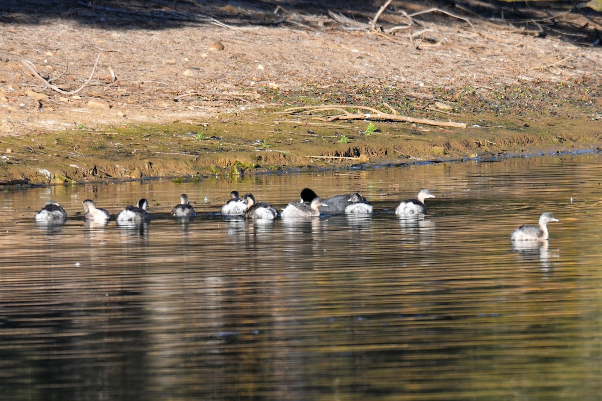 Hoary-headed Grebe - ML108883121