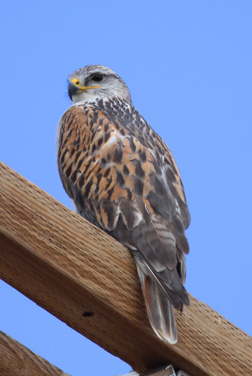 Ferruginous Hawk - ML108885971