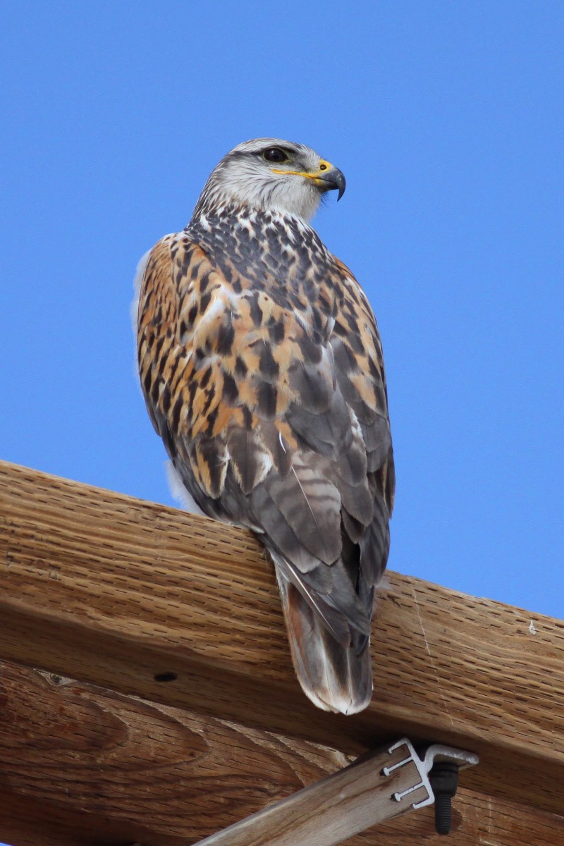 Ferruginous Hawk - ML108885981