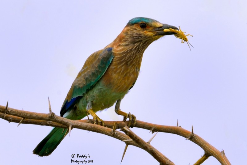 Indian Roller - ML108886211