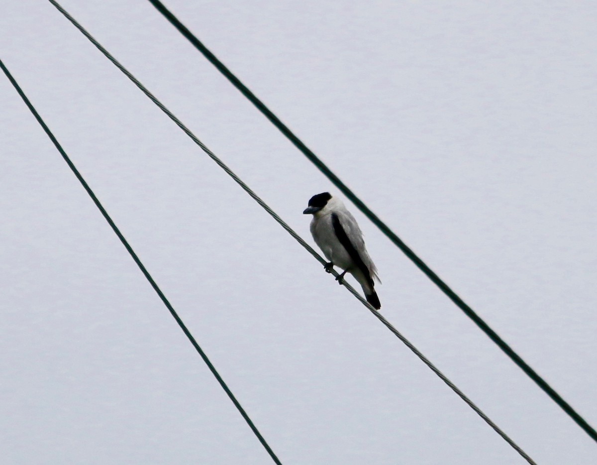 Black-crowned Tityra - Jim Buxton