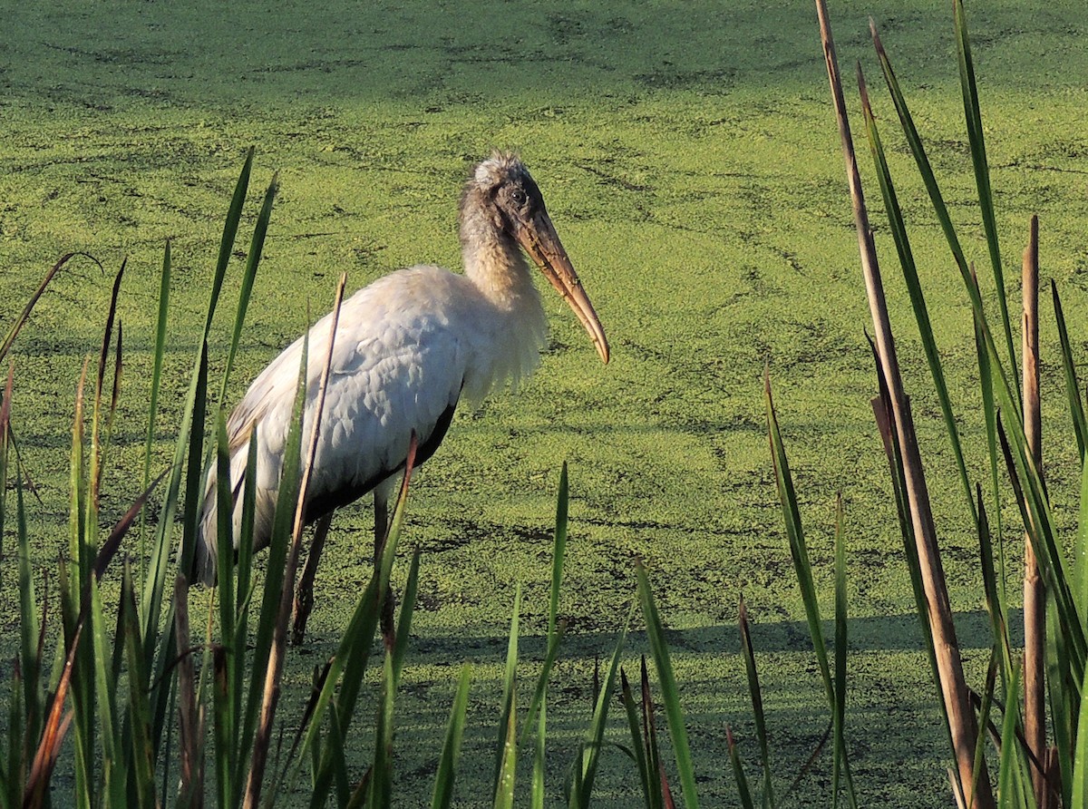 Wood Stork - ML108888281