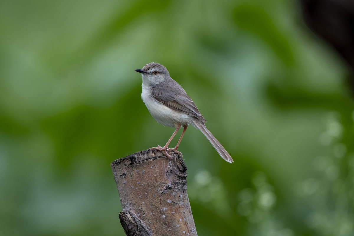 Plain Prinia - Parmil Kumar