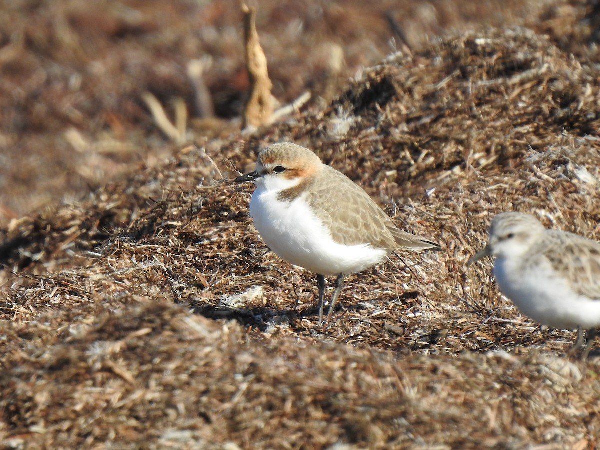 Red-capped Plover - ML108890811