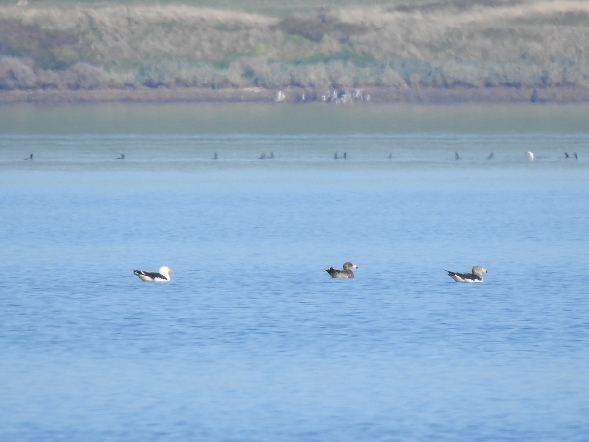 Pacific Gull - ML108890821