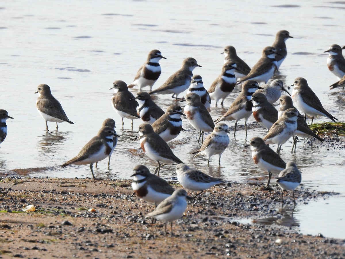 Double-banded Plover - ML108890831