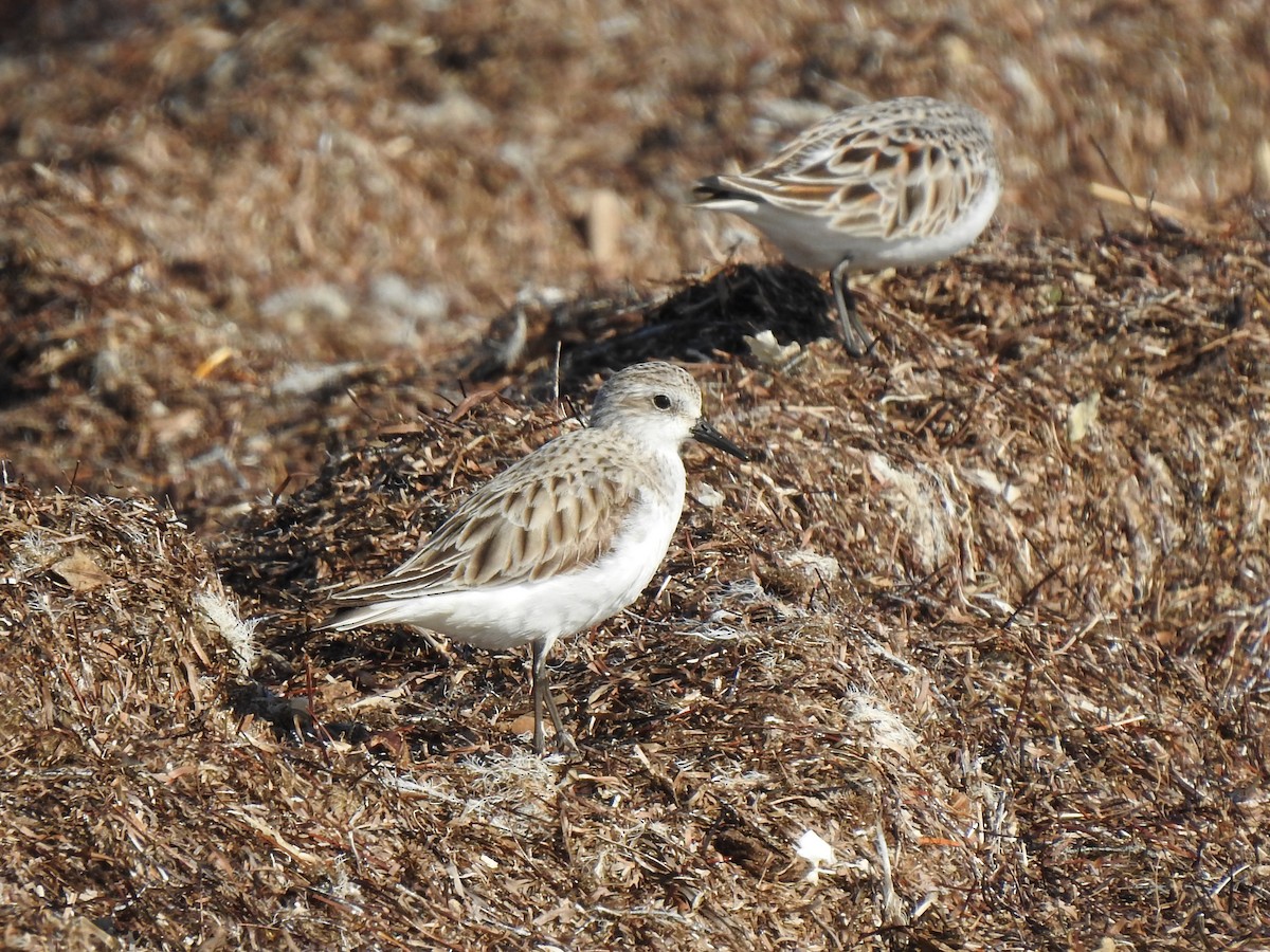 Txirri lepagorria - ML108890881