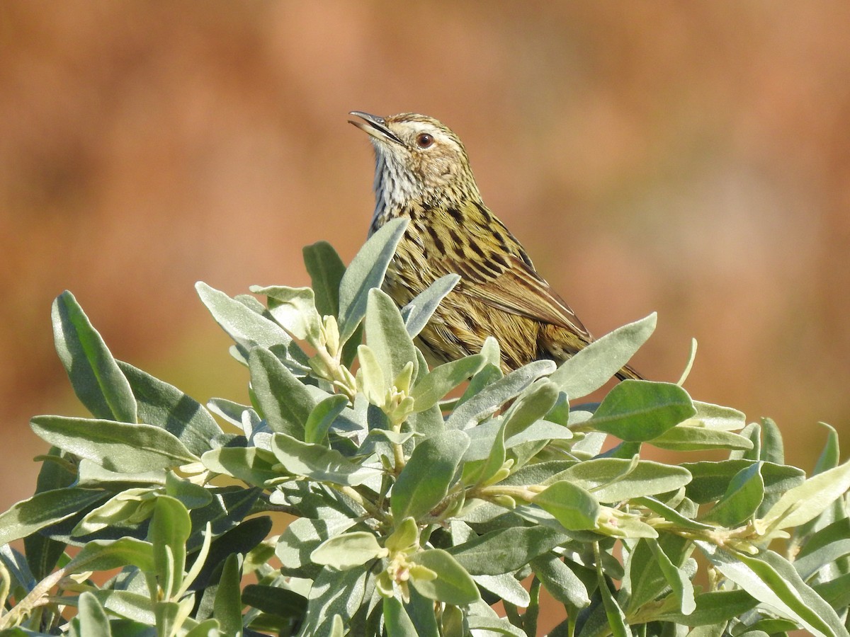Striated Fieldwren - ML108890931