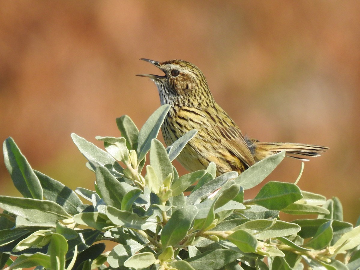 Striated Fieldwren - ML108890941