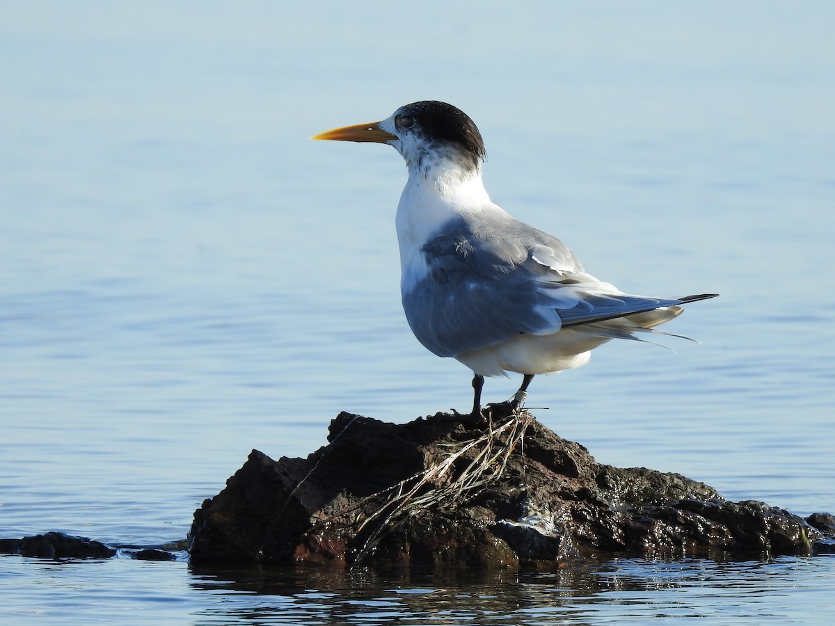 Great Crested Tern - ML108890971