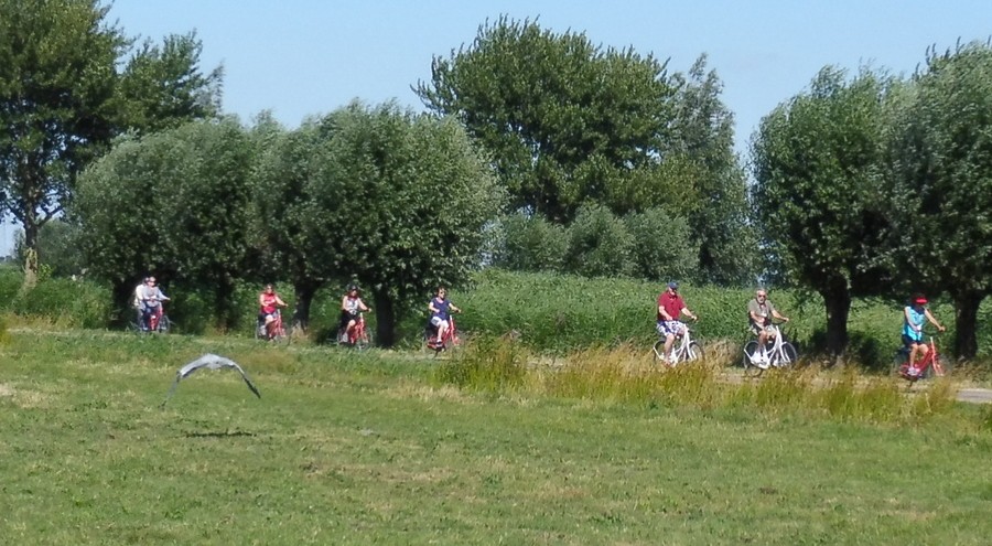 Graureiher - ML108891061