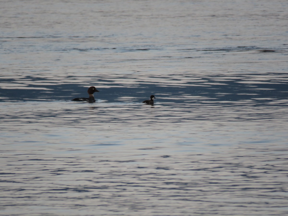 Common Goldeneye - ML108891581