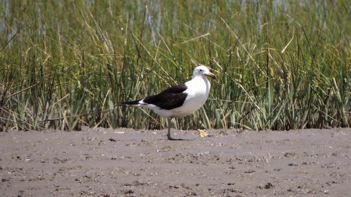 Olrog's Gull - ML108893321