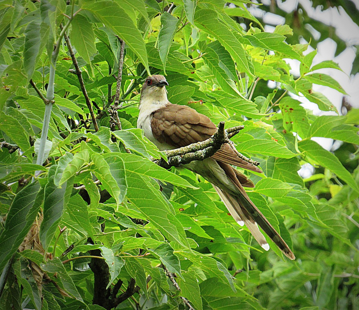 Black-billed Cuckoo - ML108895161