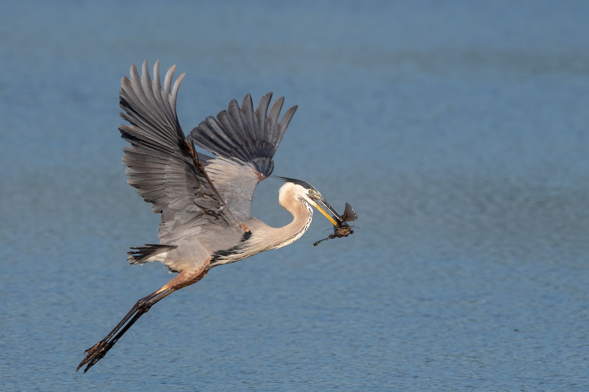 Great Blue Heron - ML108895521