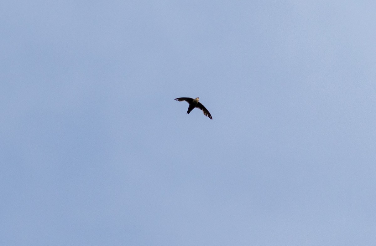 Chimney Swift - ML108895611