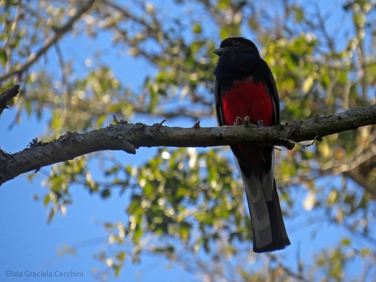 Surucua Trogon - ML108897621