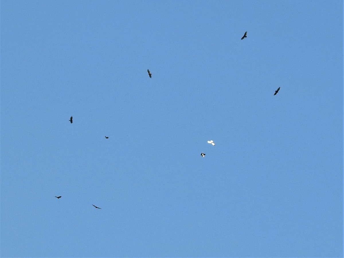 Truthahngeier - ML108898431