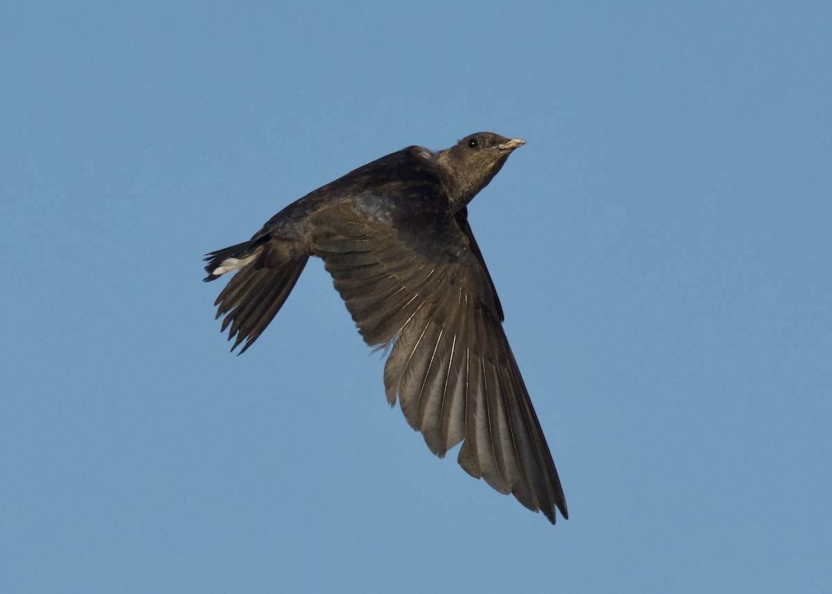 Purple Martin - ML108898911