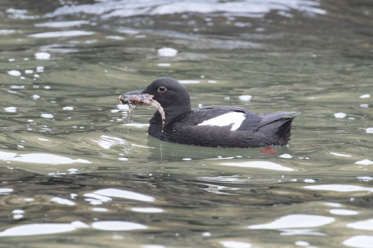 Pigeon Guillemot - ML108899061