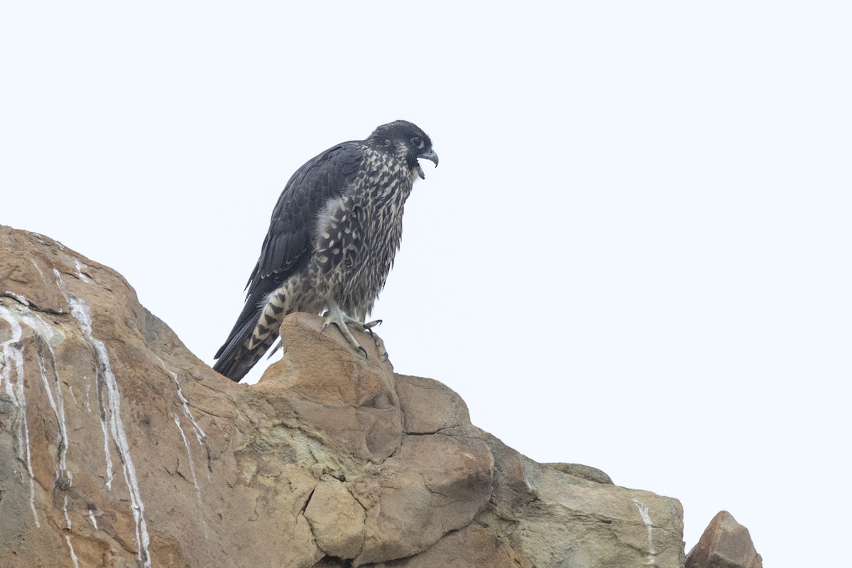 Peregrine Falcon (Peale's) - ML108899091