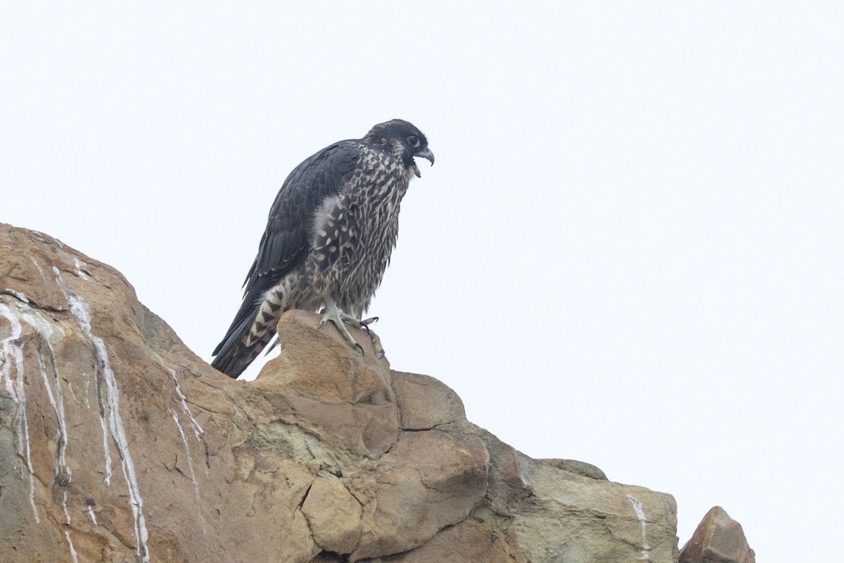 Halcón Peregrino (pealei) - ML108899091