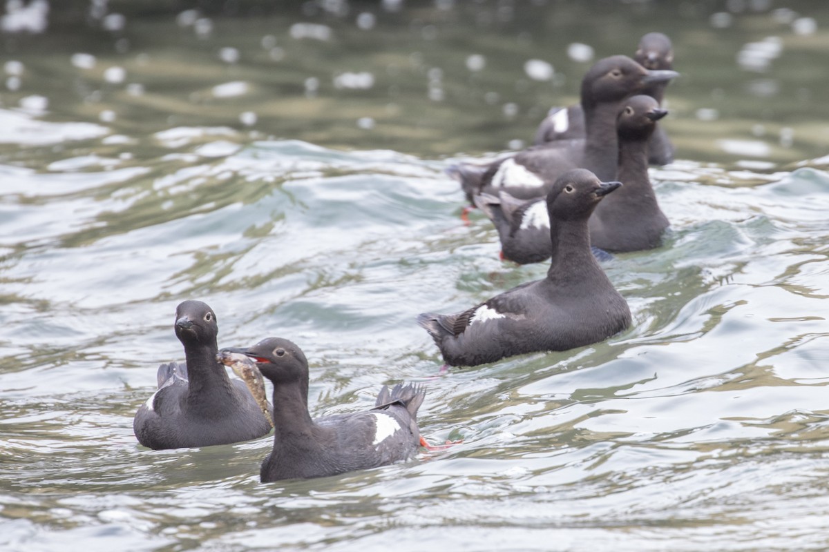 Pigeon Guillemot - ML108899771