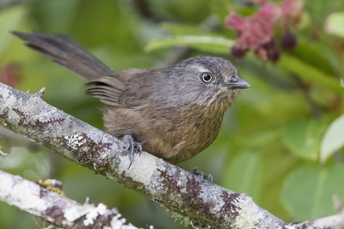 Wrentit - Ken Chamberlain