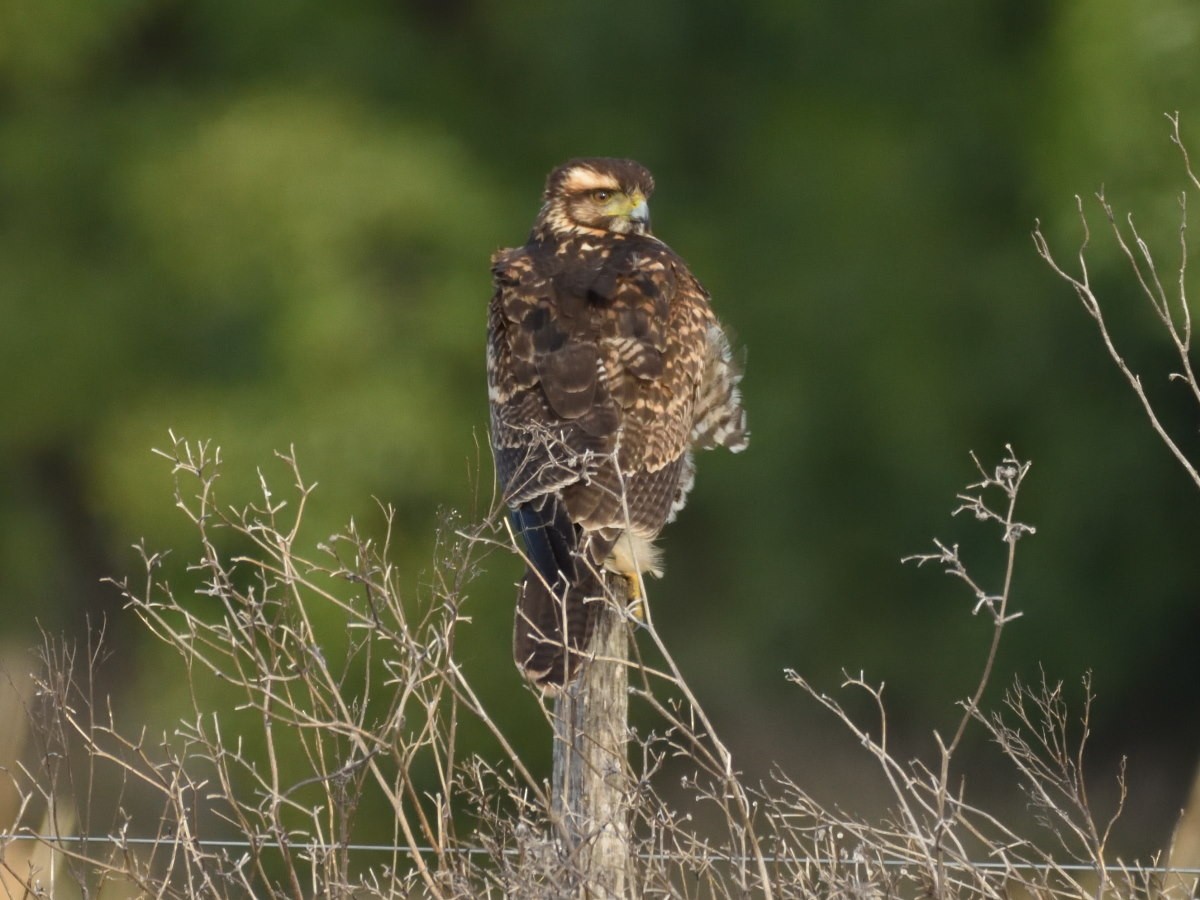 Harris's Hawk - ML108902021