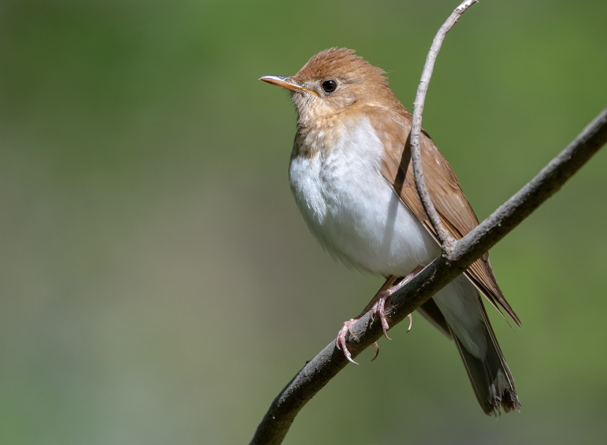 Veery - ML108902271