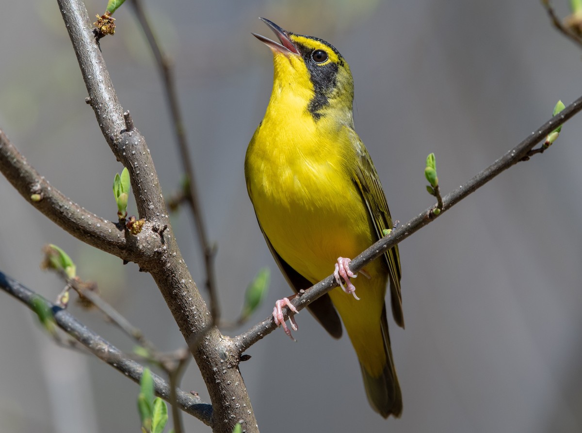 Kentucky Warbler - ML108902561