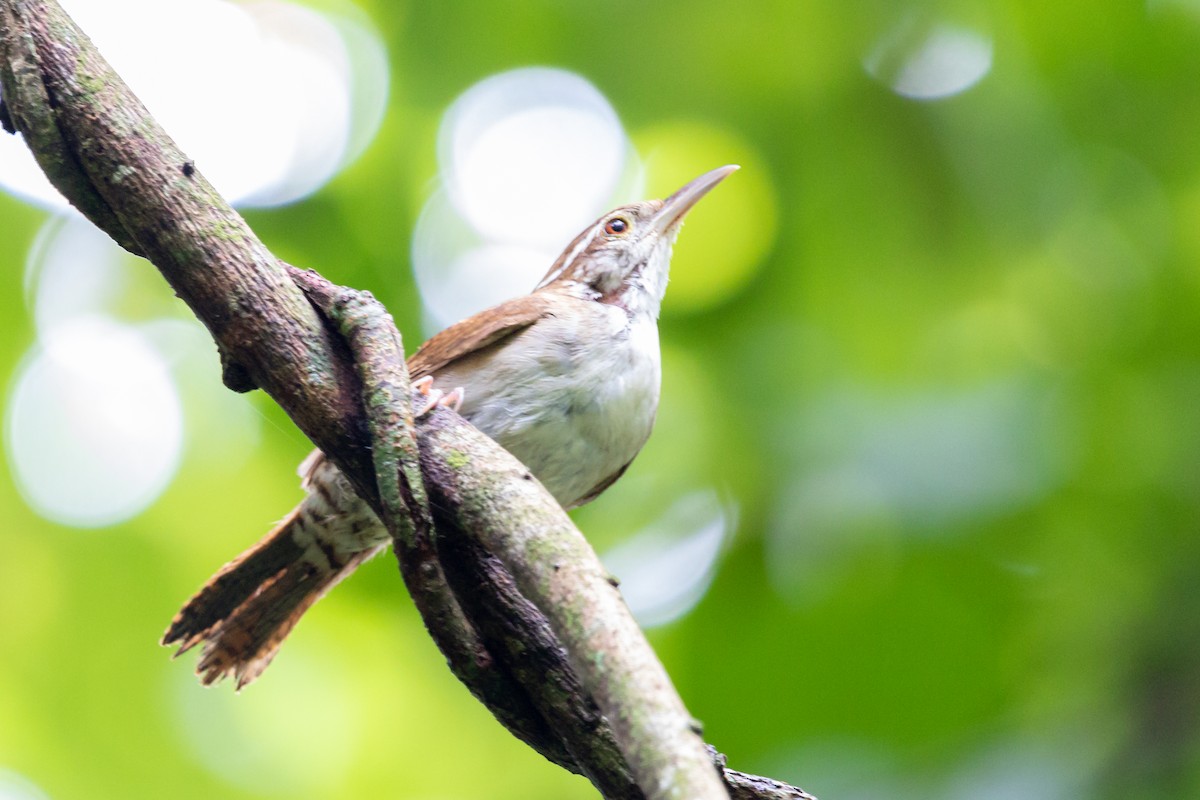 Antioquia Wren - Mauro Ossa