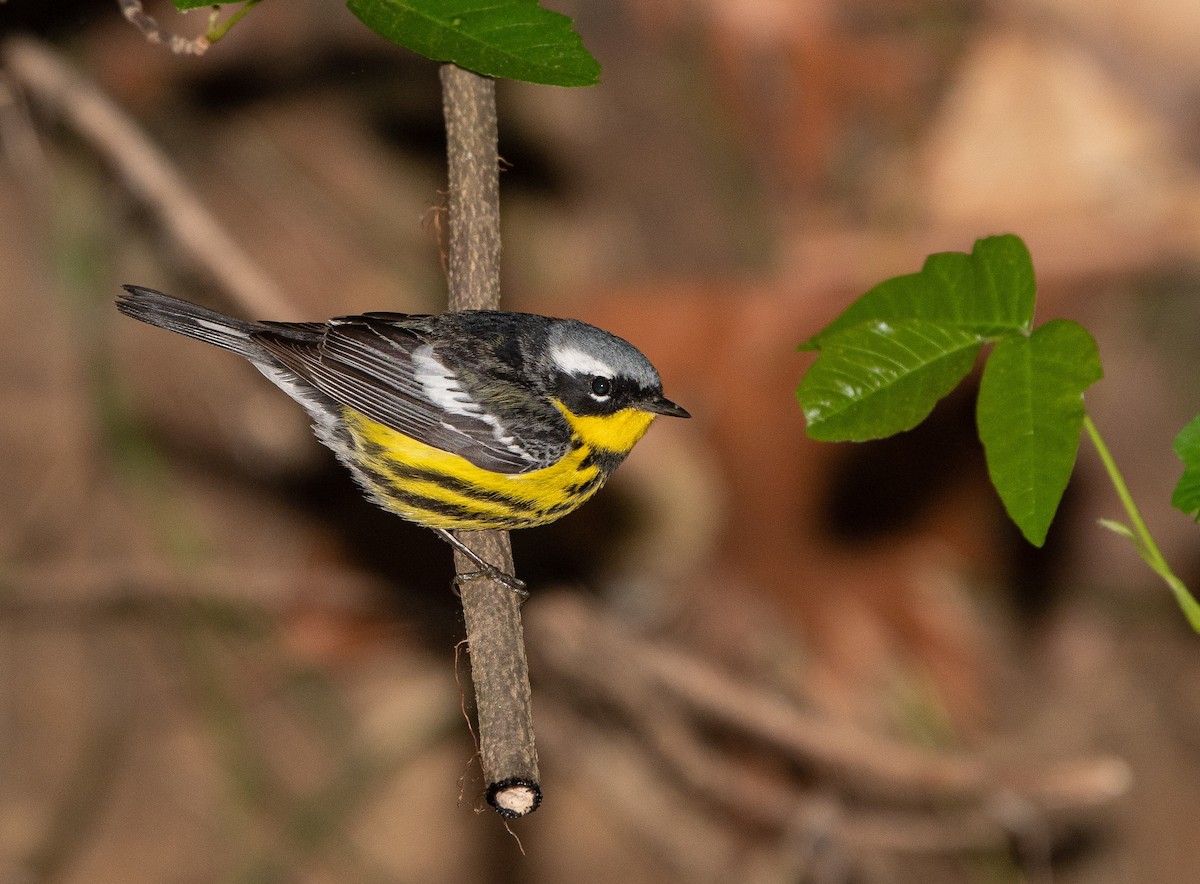 Magnolia Warbler - ML108902981