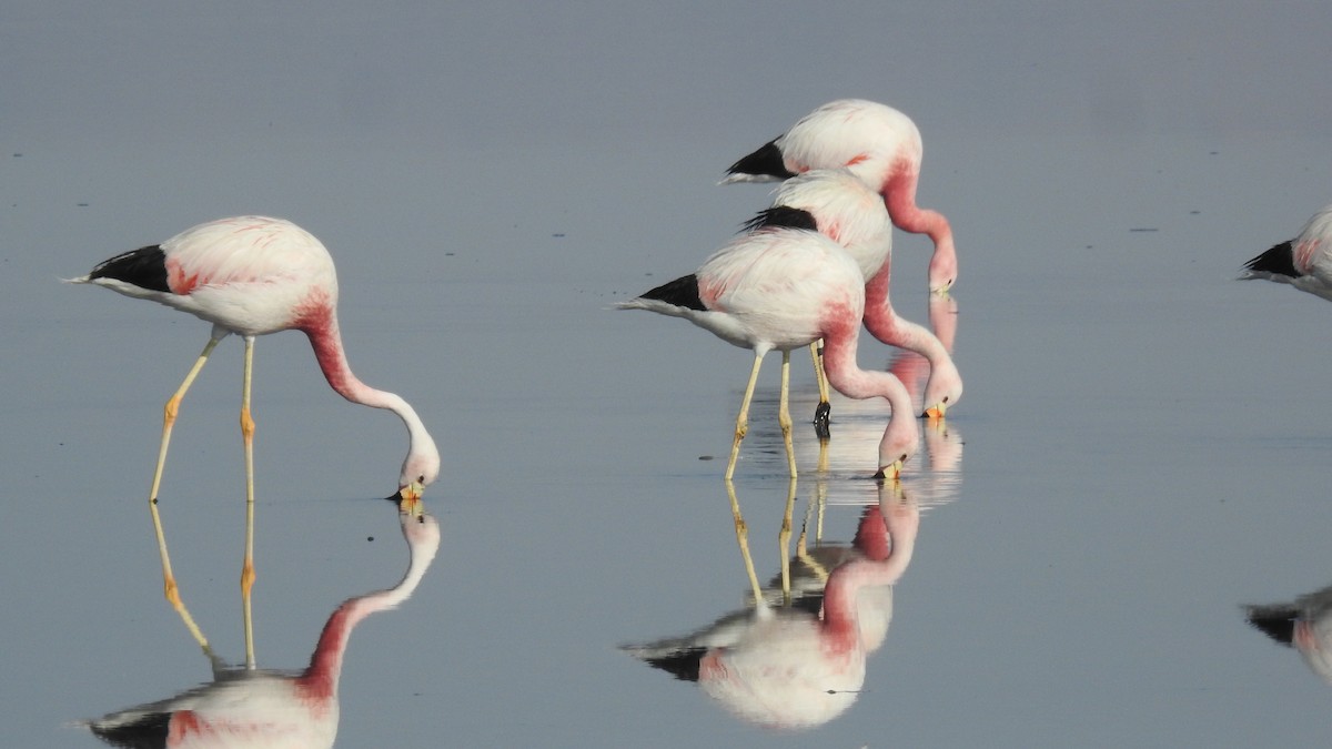 Andean Flamingo - Alessandro Rômulo Carneiro