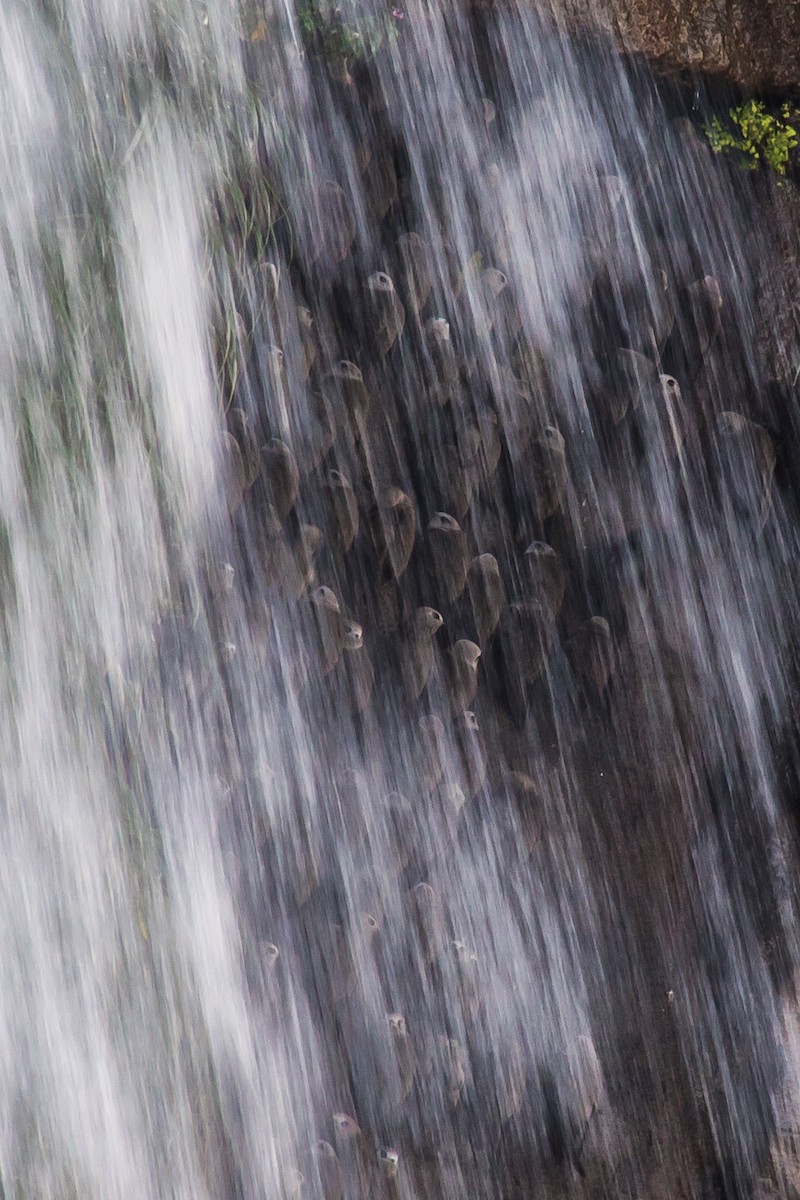 Great Dusky Swift - graichen & recer