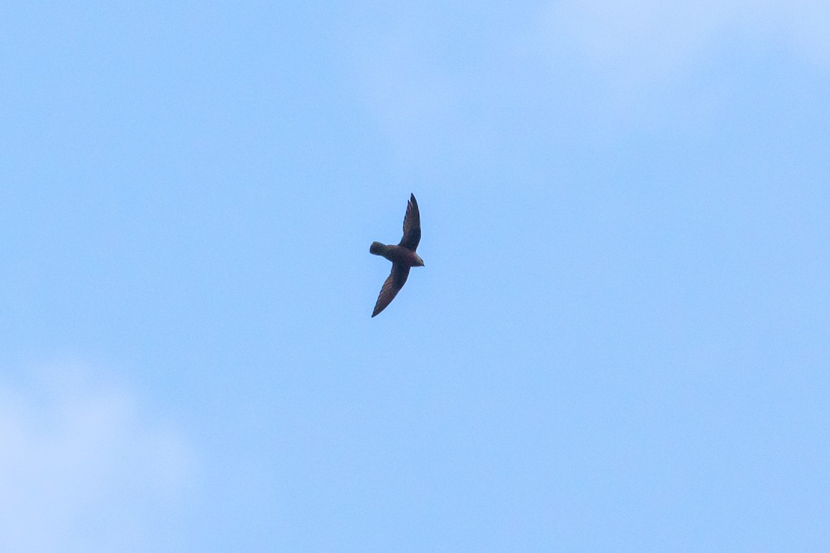 Great Dusky Swift - graichen & recer