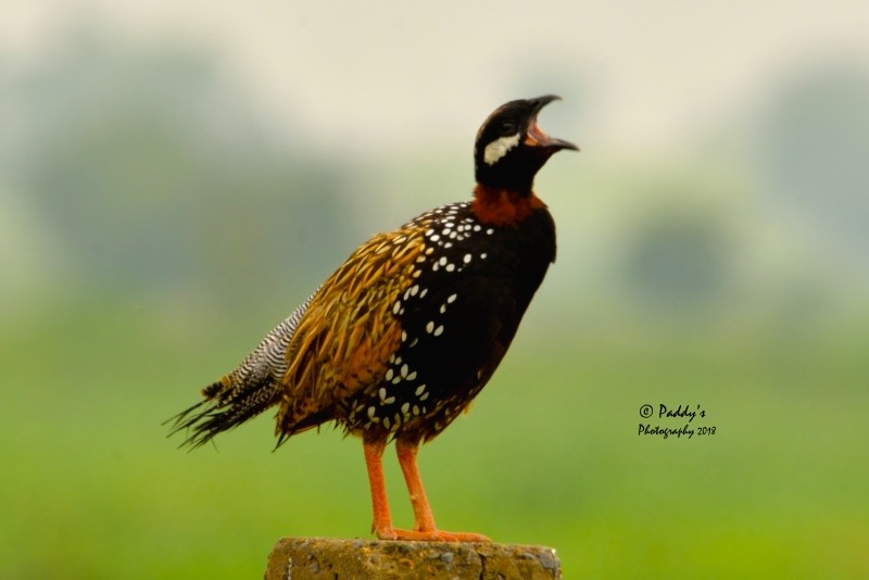 Black Francolin - ML108906821