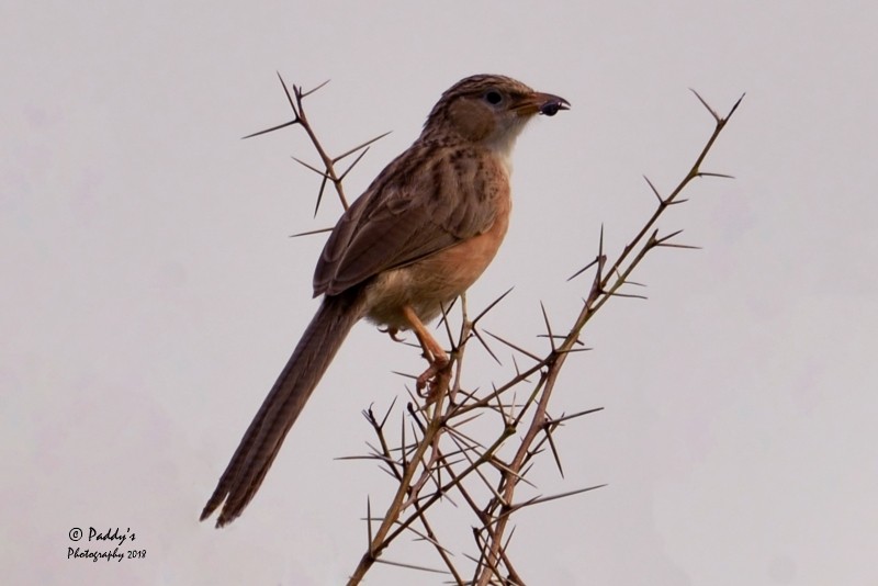 Common Babbler - ML108907101